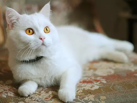 Gatos británicos brancos (20 fotos): descrición do británico branco con ollos azuis, os estándares de cores brancas da raza de gatos 22464_5