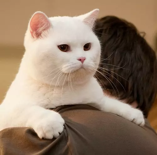 Gatos británicos brancos (20 fotos): descrición do británico branco con ollos azuis, os estándares de cores brancas da raza de gatos 22464_7