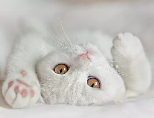 白英貓（20張）：白英國人的藍眼睛說明，貓的這個品種的白顏色的標準 22464_9