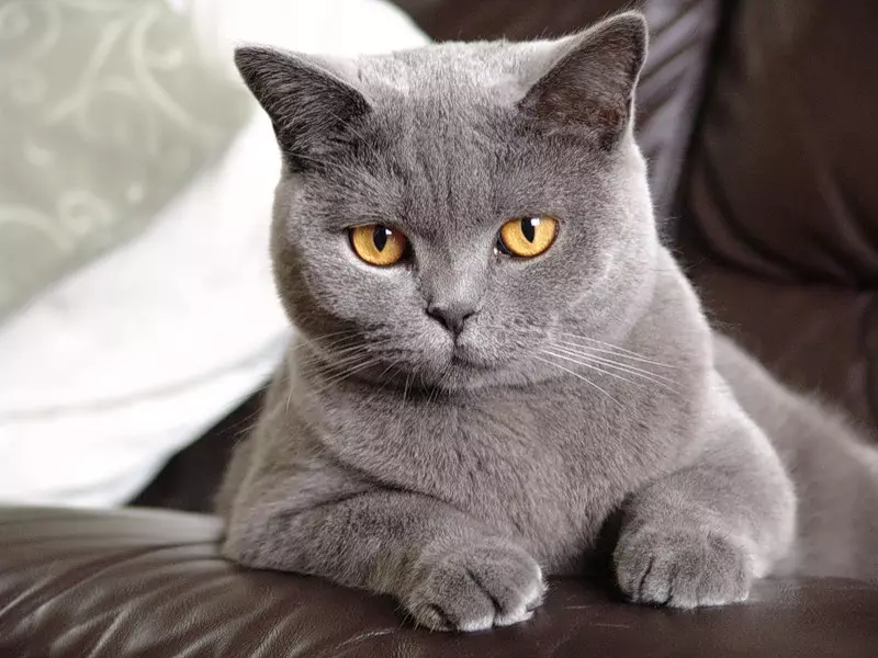 Kiek metų gyvena britų katės? Kaip išplėsti britų kačių gyvenimo trukmę namuose? 22467_11