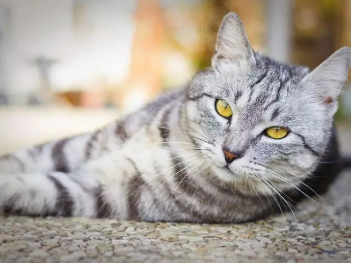 Quantos anos os gatos britânicos vivem? Como estender a expectativa de vida dos gatos britânicos em casa? 22467_27