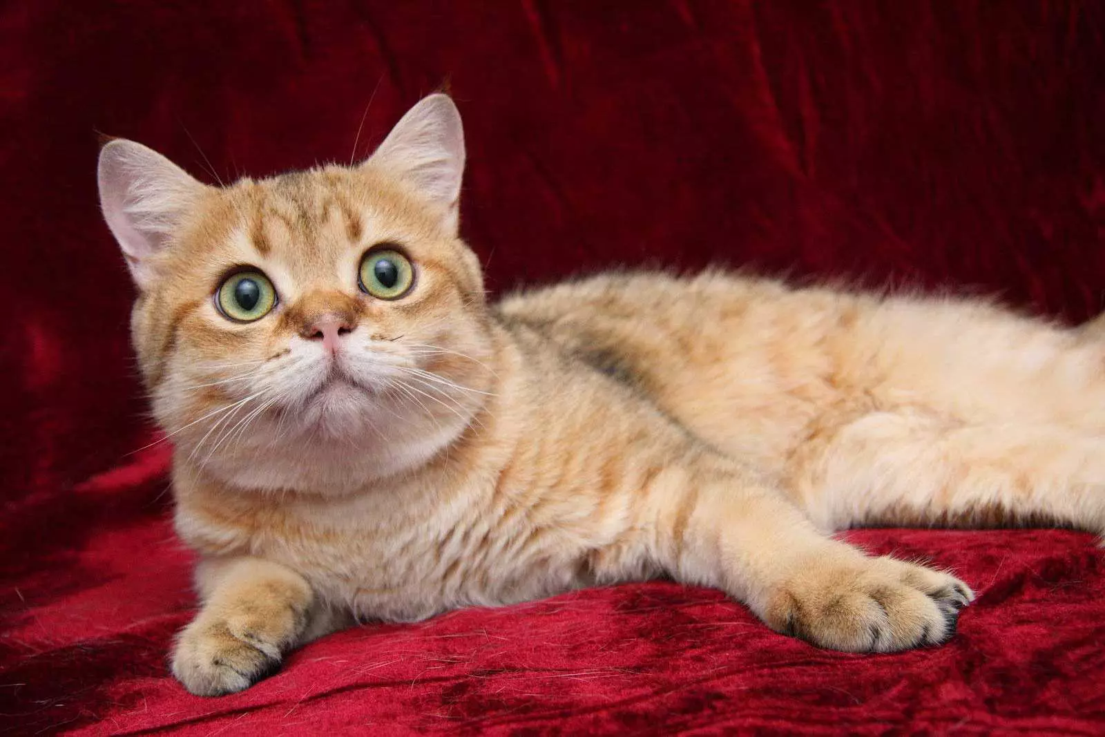 Kolik let žijí britské kočky? Jak prodloužit délku života britských koček doma? 22467_8