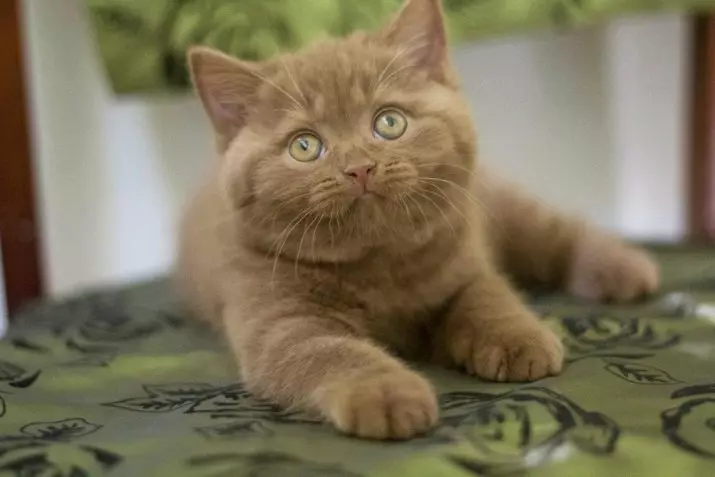 Gato listrado británico (25 fotos): descrición de gatos e gatitos de gris e outras cores da raza británica. Como chamar a un neno e unha rapaza con raias de la? 22470_10