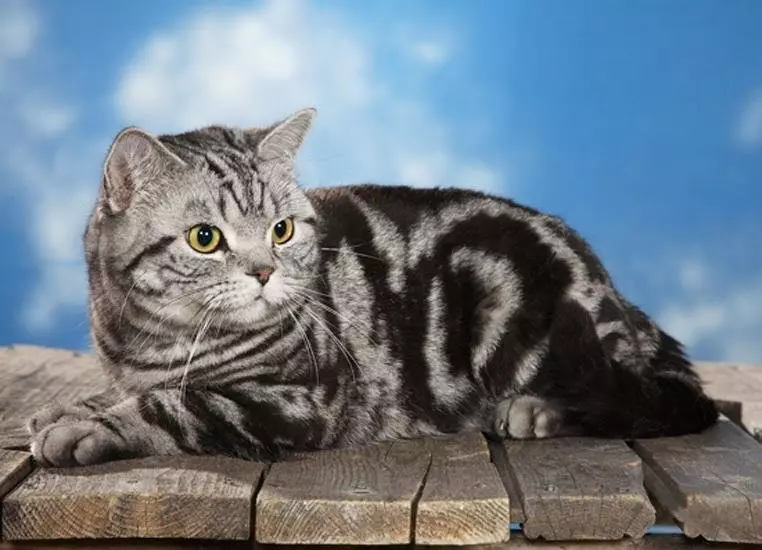 Britse gestreepte kat (25 foto's): beschrijving van katten en kittens van grijze en andere kleuren van het Britse ras. Hoe noem je een jongen en een meisje met strepen op wol? 22470_11