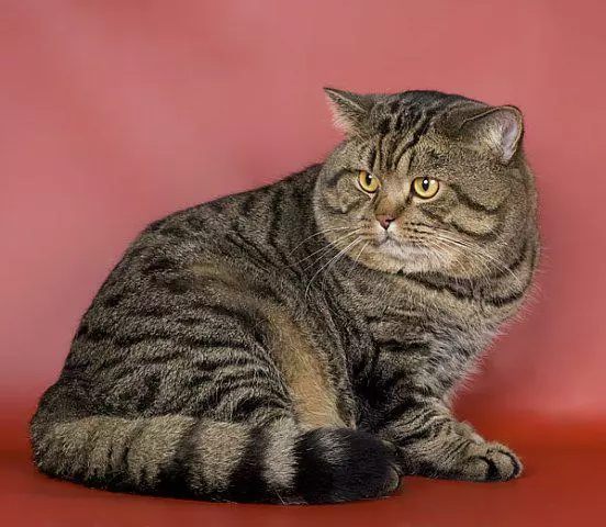 Britse gestreepte kat (25 foto's): Beskrywing van katte en katjies van grys en ander kleure van die Britse ras. Hoe om 'n seun en 'n meisie met strepe op wol noem? 22470_13