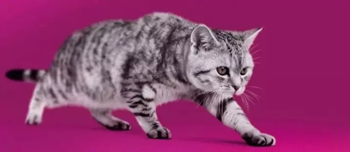 Gato listrado británico (25 fotos): descrición de gatos e gatitos de gris e outras cores da raza británica. Como chamar a un neno e unha rapaza con raias de la? 22470_14