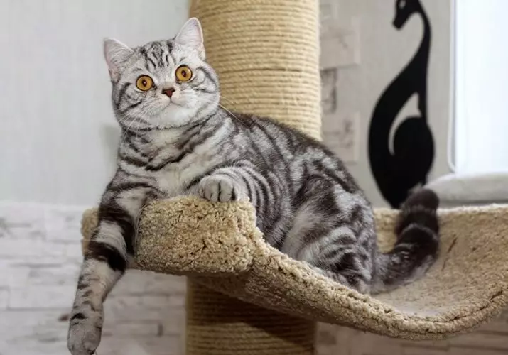 Britse gestreepte kat (25 foto's): beschrijving van katten en kittens van grijze en andere kleuren van het Britse ras. Hoe noem je een jongen en een meisje met strepen op wol? 22470_16