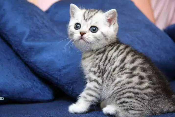 Британска пругаста мачка (25 фотографија): Опис мачака и мачића сивих и других боја британске пасмине. Како назвати дечака и девојчицу са пругама на вуну? 22470_2