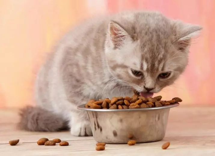 Britse gestreepte kat (25 foto's): beschrijving van katten en kittens van grijze en andere kleuren van het Britse ras. Hoe noem je een jongen en een meisje met strepen op wol? 22470_22