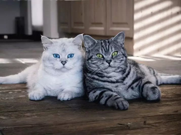 Britse gestreepte kat (25 foto's): beschrijving van katten en kittens van grijze en andere kleuren van het Britse ras. Hoe noem je een jongen en een meisje met strepen op wol? 22470_23