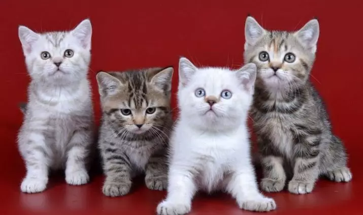 Brytyjski kot paski (25 zdjęć): opis kotów i kociąt szarych i innych kolorów Brytyjskiej rasy. Jak zadzwonić do chłopca i dziewczynę z paskami na wełny? 22470_24