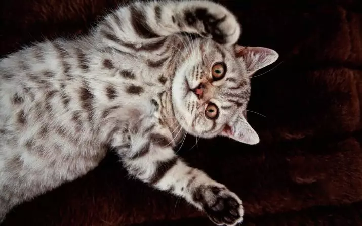 Britse gestreepte kat (25 foto's): Beskrywing van katte en katjies van grys en ander kleure van die Britse ras. Hoe om 'n seun en 'n meisie met strepe op wol noem? 22470_3