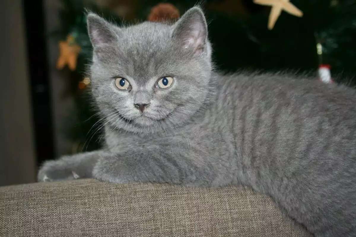 英國條紋貓（25張照片）：灰色和其他顏色的英國品種的貓和小貓描述。如何稱一個男孩和一個女孩在羊毛上有條紋？ 22470_5