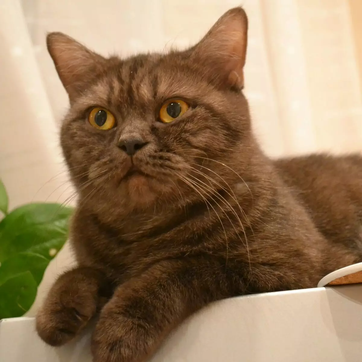 Britse gestreepte kat (25 foto's): beschrijving van katten en kittens van grijze en andere kleuren van het Britse ras. Hoe noem je een jongen en een meisje met strepen op wol? 22470_7