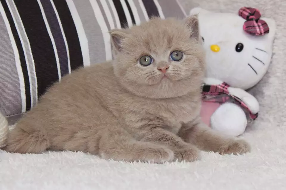 Gato listrado británico (25 fotos): descrición de gatos e gatitos de gris e outras cores da raza británica. Como chamar a un neno e unha rapaza con raias de la? 22470_8