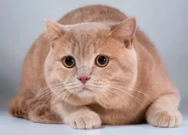 Brytyjski kot paski (25 zdjęć): opis kotów i kociąt szarych i innych kolorów Brytyjskiej rasy. Jak zadzwonić do chłopca i dziewczynę z paskami na wełny? 22470_9