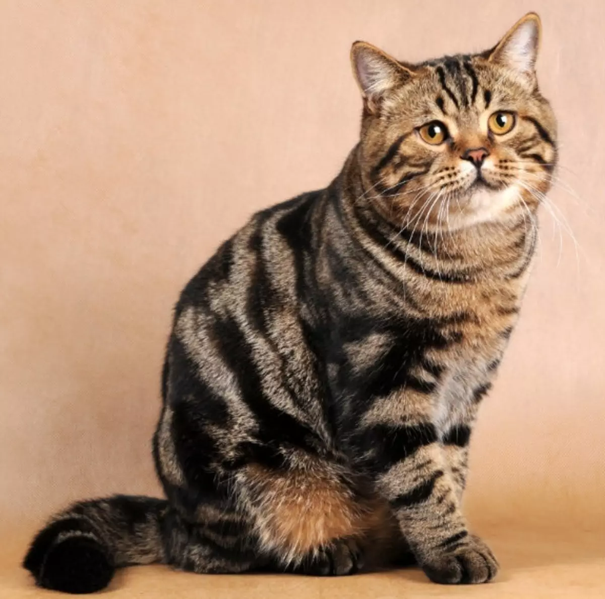 Gato dourado británico (17 fotos): características da cor dourada e descrición da raza, as sutilezas de coidado de gatos e gatitos adultos 22471_10