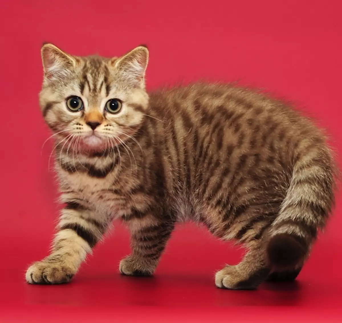 Chat doré britannique (17 photos): Caractéristiques de la couleur dorée et description de la race, subtilités de soins pour chats adultes et chatons 22471_11