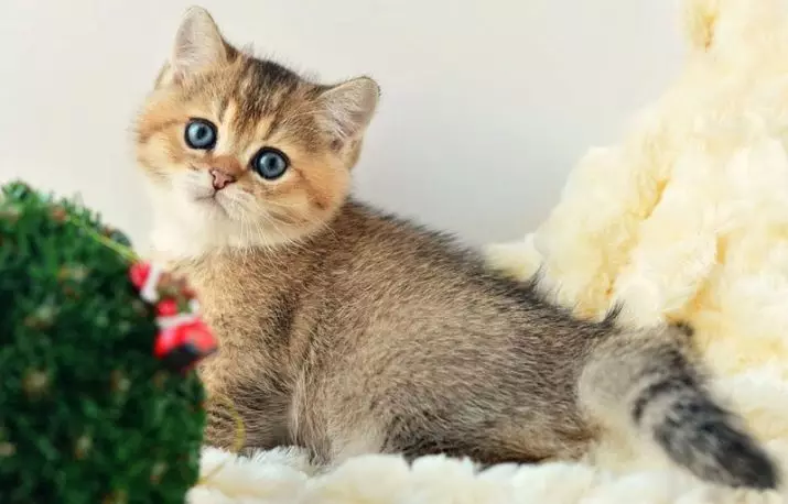 Gato dourado británico (17 fotos): características da cor dourada e descrición da raza, as sutilezas de coidado de gatos e gatitos adultos 22471_12