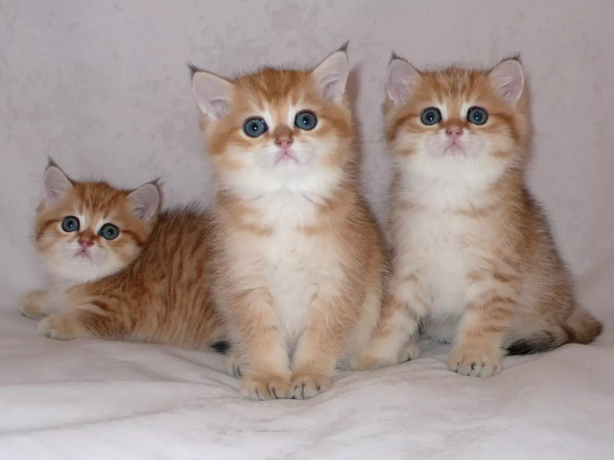 Gato dourado británico (17 fotos): características da cor dourada e descrición da raza, as sutilezas de coidado de gatos e gatitos adultos 22471_13