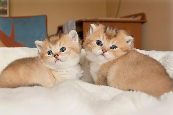 Gato dourado británico (17 fotos): características da cor dourada e descrición da raza, as sutilezas de coidado de gatos e gatitos adultos 22471_6