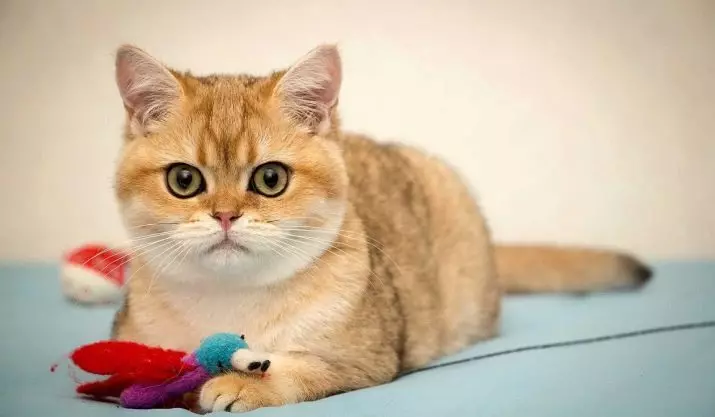 Britsk Golden Cat (17 fotos): Features fan de Gouden Kleur en Beskriuwing fan it ras, subtile fan soarch foar folwoeksen katten en kittens 22471_8