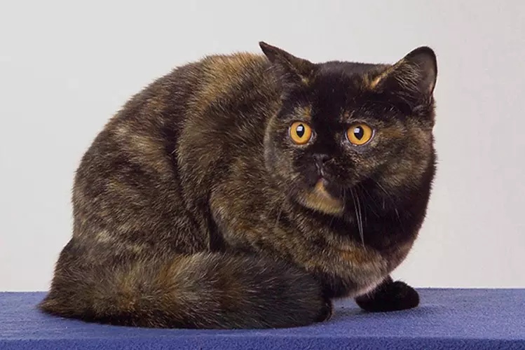British Shorthair Cat (53 foto's): Basiese inligting oor die ras, beskrywing van die voorkoms van gladde hare katte. Katjies van wit en swart, rooi en ander kleur 22473_10