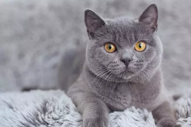 British Shorthair Cat (53 foto's): Basiese inligting oor die ras, beskrywing van die voorkoms van gladde hare katte. Katjies van wit en swart, rooi en ander kleur 22473_11
