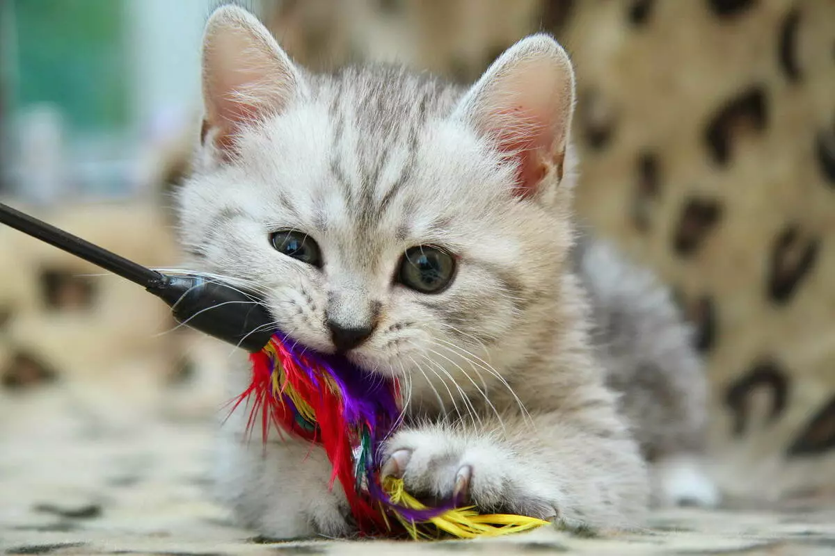British Shorthair Cat (53 사진) : 품종에 대한 기본 정보, 부드러운 머리 고양이의 모양에 대한 설명. 흰색과 검은 색, 빨간색 및 다른 색상의 새끼 고양이 22473_15