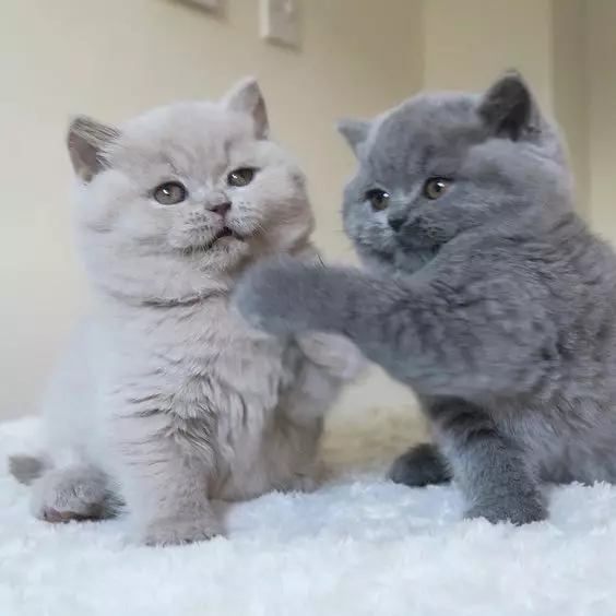 British Shorthair Cat (53 사진) : 품종에 대한 기본 정보, 부드러운 머리 고양이의 모양에 대한 설명. 흰색과 검은 색, 빨간색 및 다른 색상의 새끼 고양이 22473_17