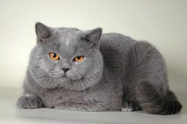 Britische Kurzhaar-Katze (53 Fotos): Grundlegende Informationen zur Rasse, Beschreibung des Erscheinungsbildes von glatthaarigen Katzen. Kätzchen von weiß und schwarz, rot und anderer Farbe 22473_18