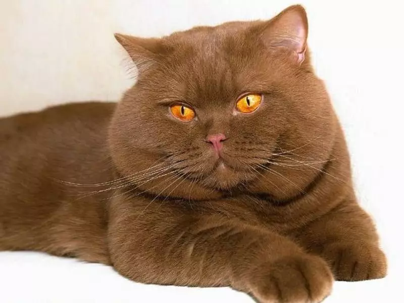 British Shorthair Cat (53 foto's): Basiese inligting oor die ras, beskrywing van die voorkoms van gladde hare katte. Katjies van wit en swart, rooi en ander kleur 22473_19