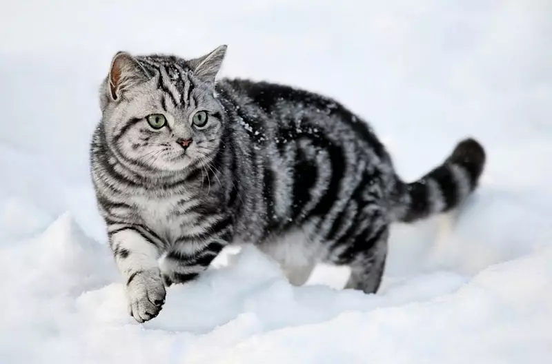 British Shorthair Cat (53 foto's): Basiese inligting oor die ras, beskrywing van die voorkoms van gladde hare katte. Katjies van wit en swart, rooi en ander kleur 22473_2