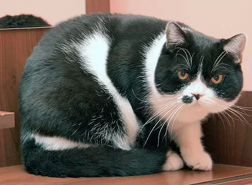 British Shorthair Cat (53 사진) : 품종에 대한 기본 정보, 부드러운 머리 고양이의 모양에 대한 설명. 흰색과 검은 색, 빨간색 및 다른 색상의 새끼 고양이 22473_22