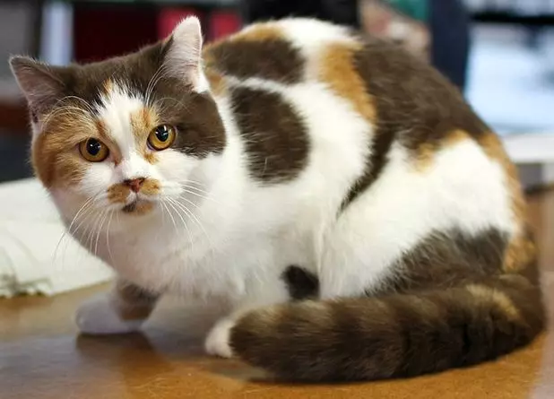 British Shorthair Cat (53 사진) : 품종에 대한 기본 정보, 부드러운 머리 고양이의 모양에 대한 설명. 흰색과 검은 색, 빨간색 및 다른 색상의 새끼 고양이 22473_25