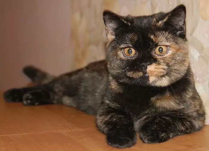 British Shorthair Cat (53 사진) : 품종에 대한 기본 정보, 부드러운 머리 고양이의 모양에 대한 설명. 흰색과 검은 색, 빨간색 및 다른 색상의 새끼 고양이 22473_26