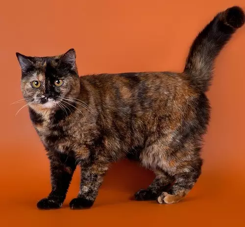 British Shorthair Cat (53 foto's): Basiese inligting oor die ras, beskrywing van die voorkoms van gladde hare katte. Katjies van wit en swart, rooi en ander kleur 22473_27