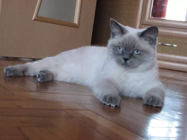 Britische Kurzhaar-Katze (53 Fotos): Grundlegende Informationen zur Rasse, Beschreibung des Erscheinungsbildes von glatthaarigen Katzen. Kätzchen von weiß und schwarz, rot und anderer Farbe 22473_28