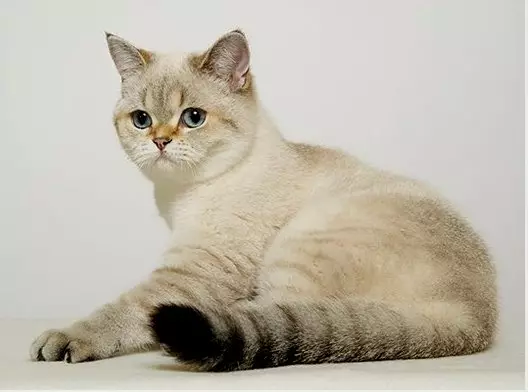 British Shorthair Cat (53 foto's): Basiese inligting oor die ras, beskrywing van die voorkoms van gladde hare katte. Katjies van wit en swart, rooi en ander kleur 22473_3