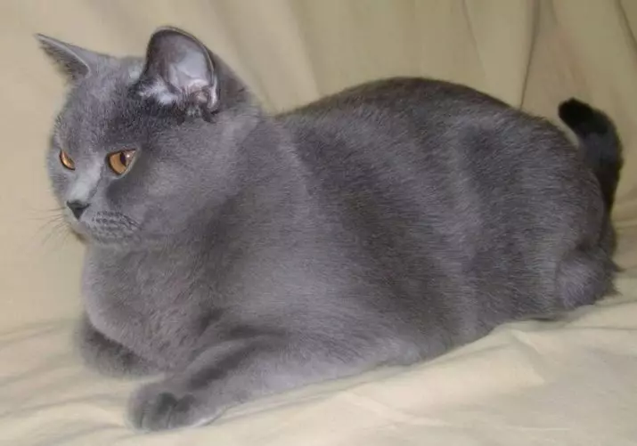 British Shorthair Cat (53 foto's): Basiese inligting oor die ras, beskrywing van die voorkoms van gladde hare katte. Katjies van wit en swart, rooi en ander kleur 22473_31