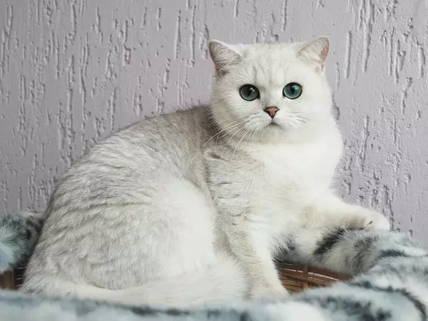 British Shorthair Cat (53 foto's): Basiese inligting oor die ras, beskrywing van die voorkoms van gladde hare katte. Katjies van wit en swart, rooi en ander kleur 22473_32