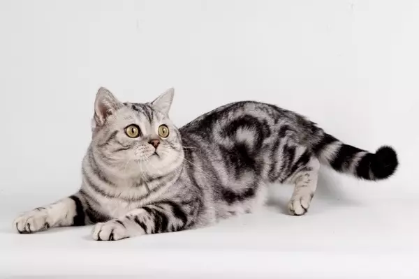 British Shorthair Cat (53 사진) : 품종에 대한 기본 정보, 부드러운 머리 고양이의 모양에 대한 설명. 흰색과 검은 색, 빨간색 및 다른 색상의 새끼 고양이 22473_35