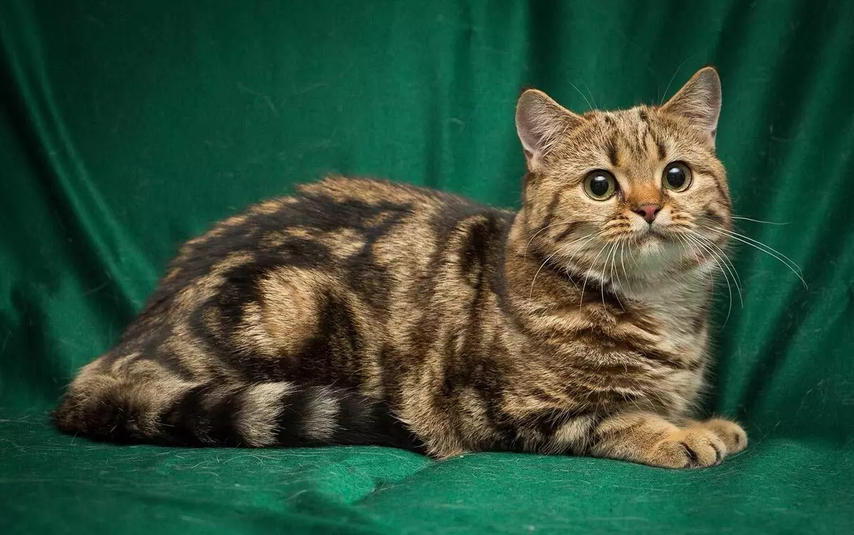 British Shorthair Cat (53 사진) : 품종에 대한 기본 정보, 부드러운 머리 고양이의 모양에 대한 설명. 흰색과 검은 색, 빨간색 및 다른 색상의 새끼 고양이 22473_36