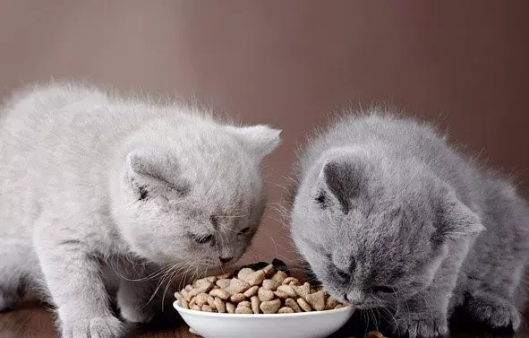 British Shorthair Cat (53 foto's): Basiese inligting oor die ras, beskrywing van die voorkoms van gladde hare katte. Katjies van wit en swart, rooi en ander kleur 22473_37