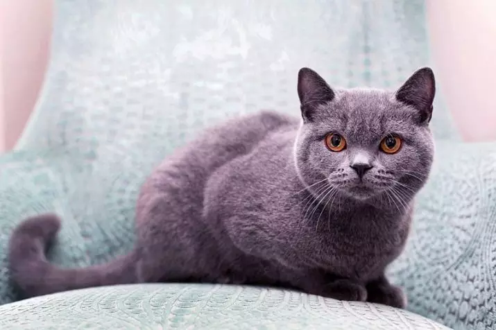 British Shorthair Cat (53 foto's): Basiese inligting oor die ras, beskrywing van die voorkoms van gladde hare katte. Katjies van wit en swart, rooi en ander kleur 22473_4