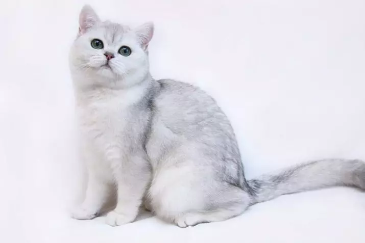 British Shorthair Cat (53 foto's): Basiese inligting oor die ras, beskrywing van die voorkoms van gladde hare katte. Katjies van wit en swart, rooi en ander kleur 22473_5