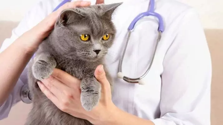 British Shorthair Cat (53 foto's): Basiese inligting oor die ras, beskrywing van die voorkoms van gladde hare katte. Katjies van wit en swart, rooi en ander kleur 22473_50