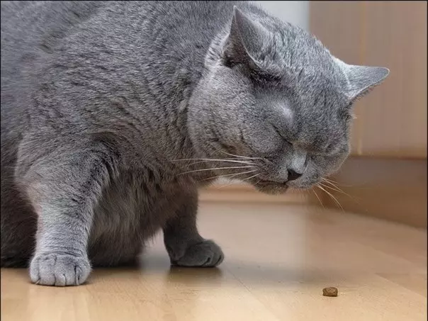 British Shorthair Cat (53 foto's): Basiese inligting oor die ras, beskrywing van die voorkoms van gladde hare katte. Katjies van wit en swart, rooi en ander kleur 22473_51