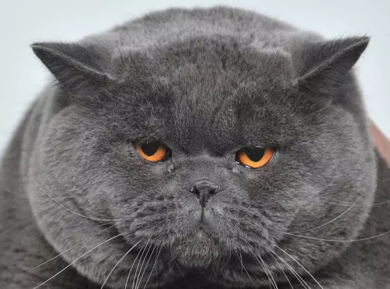 British Shorthair Cat (53 사진) : 품종에 대한 기본 정보, 부드러운 머리 고양이의 모양에 대한 설명. 흰색과 검은 색, 빨간색 및 다른 색상의 새끼 고양이 22473_52