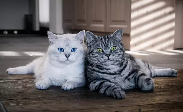 British Shorthair Cat (53 foto's): Basiese inligting oor die ras, beskrywing van die voorkoms van gladde hare katte. Katjies van wit en swart, rooi en ander kleur 22473_53